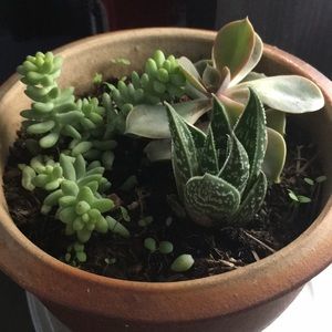 Meet your Posher, Rochelle